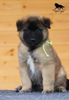 Belgický ovčiak Tervueren - štěňátka s PP - 12