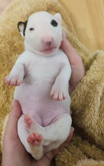 Miniatúrny bulteriér,  minibulterier , minibull - šteniatka - 12