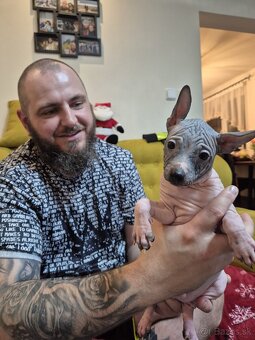 Americký bezsrstý teriér - 12