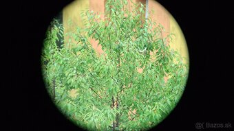 Ďalekohľad BOC 7X50 - 12