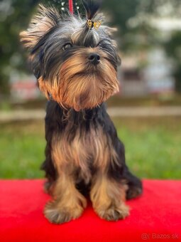 York, Yorkshire, Yorkshirsky terier, mini yorkshire - 12