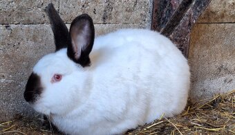 Kalifornský králik - 12