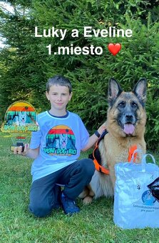 Šteniatka nemeckého ovčiaka s PP - 12