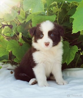 Border Collie, kolia - 12