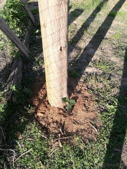 Rýchlorastúci strom-Paulownia clon in vitro 112 - 12