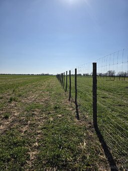 Agátové koly, stlpy - 12