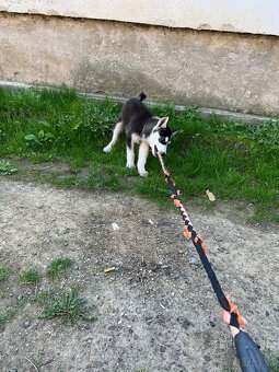 Sibirsky husky - 12