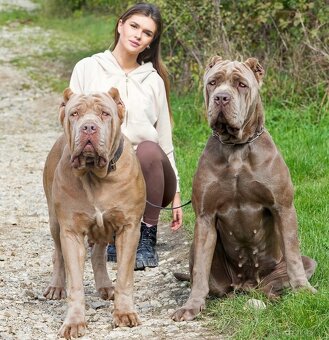 Bandog , Mastiff , Mollos - 12