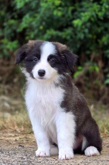 Austrálsky ovčiak × Border collie, borderka, border kólia - 12