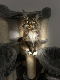 Mainska myvalia mačka main coon - 12