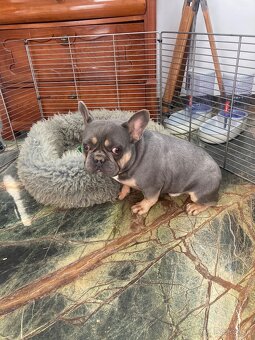 Francuzsky buldoček - 12