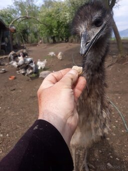 Pštros emu hnedý - 12