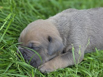 Cane corso šteniatka - 12
