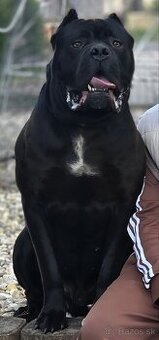 Cane corso šteniatka - 12