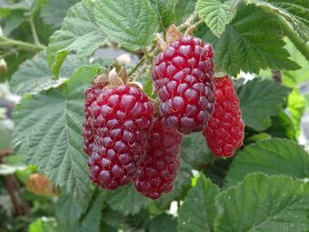 Čučoriedky, zemolez, muchovníky, maliny, moruše, černice - 12