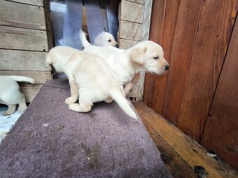 Labradorsky retriver - 12