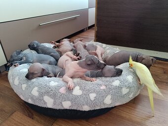 Americký bezsrstý teriér - 12