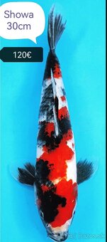 Koi kapre - 12