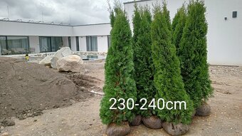 Tuja Smaragd, vavrínovec, červienka, gaštan - Poprad - 12