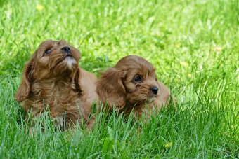 Cavapoo - 12
