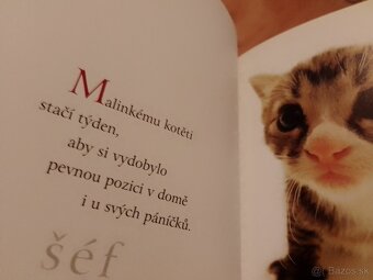Knihy- mačky, zvieratá, levy, fínčina, Calm (v angličtine) - 12
