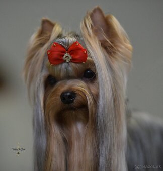 YORKSHIRE TERRIER s PP rodokmenom - yorkshirsky terier - 12