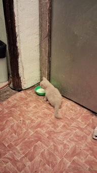 Darujem mačky a kocurikov - 12