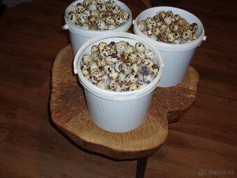 Japonské prepelice - 12