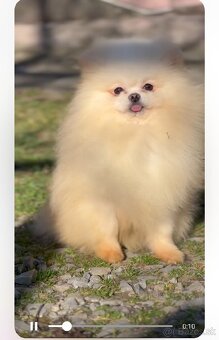 Pomeranian - 12