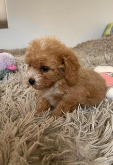 Red and white mini Maltipoo girl - 12