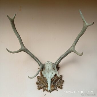 Trofeje a,parozie - 12