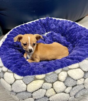 Šteniatko psík čivavy - 12