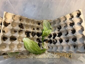 Agama bradatá + terárium - 12