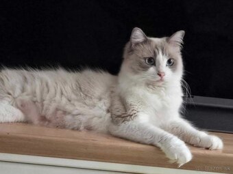 Ragdoll mačiatka - 12