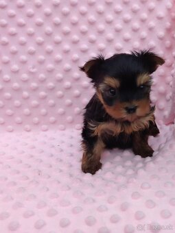 Yorkshire terrier - 12