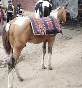 luxusní PAINT HORSE PLEMENÍK, DOUBLE HOMOZYGOT, import - 12