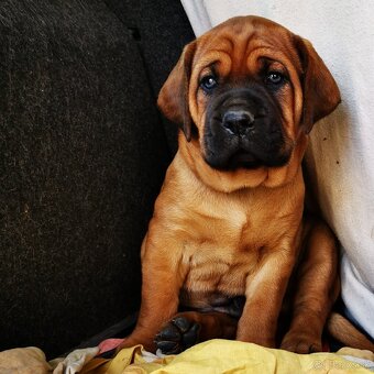 Tosa inu štěnata - přijímáme rezervace - 12