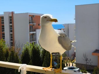 Bulharsko - apartmány na brehu  čierneho mora Sveti Vlas - 12