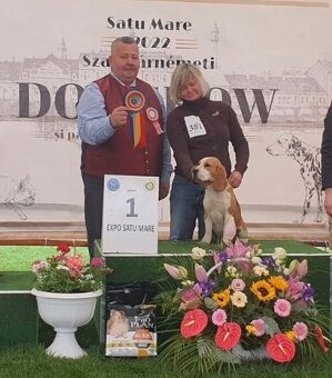 Bigel, bigl, beagle s PP - 12