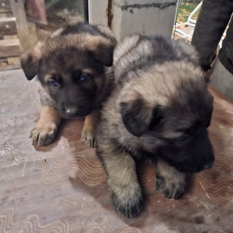 Nemecký ovciak - 12