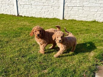 Pudl stredný pudlik - 12