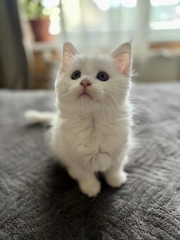 Maine coon mačiatka k odberu - 12