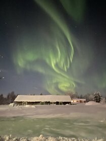 Arktická huba Chaga zbieraná vo Švédsku - 12