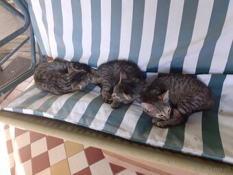 Darujem mačičky - 12