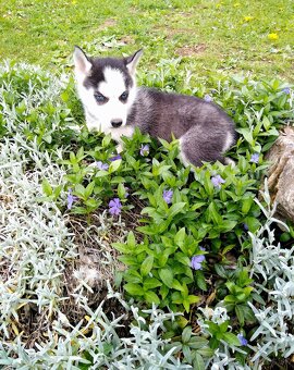 Sibirsky husky hasky - 12
