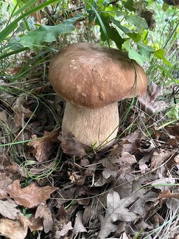 Sušené hríby - 12