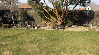 Německá doga modrá s PP Euphorie Blue HH - 12