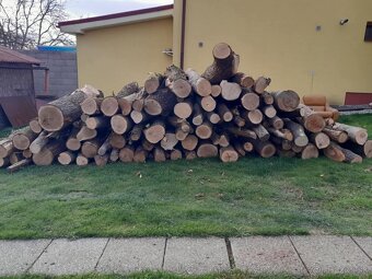 Odstraňovanie tují, úprava záhrad a živých plotov, kosenie - 12