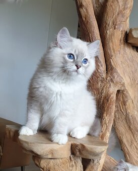 Ragdoll kocourek do chovu - 12