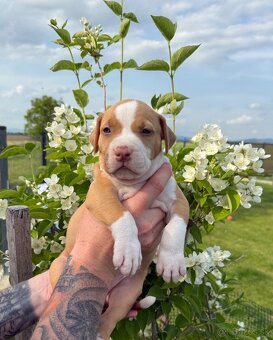 American bully XL/XXL s PP/stafford/pitbull/cane corso - 12